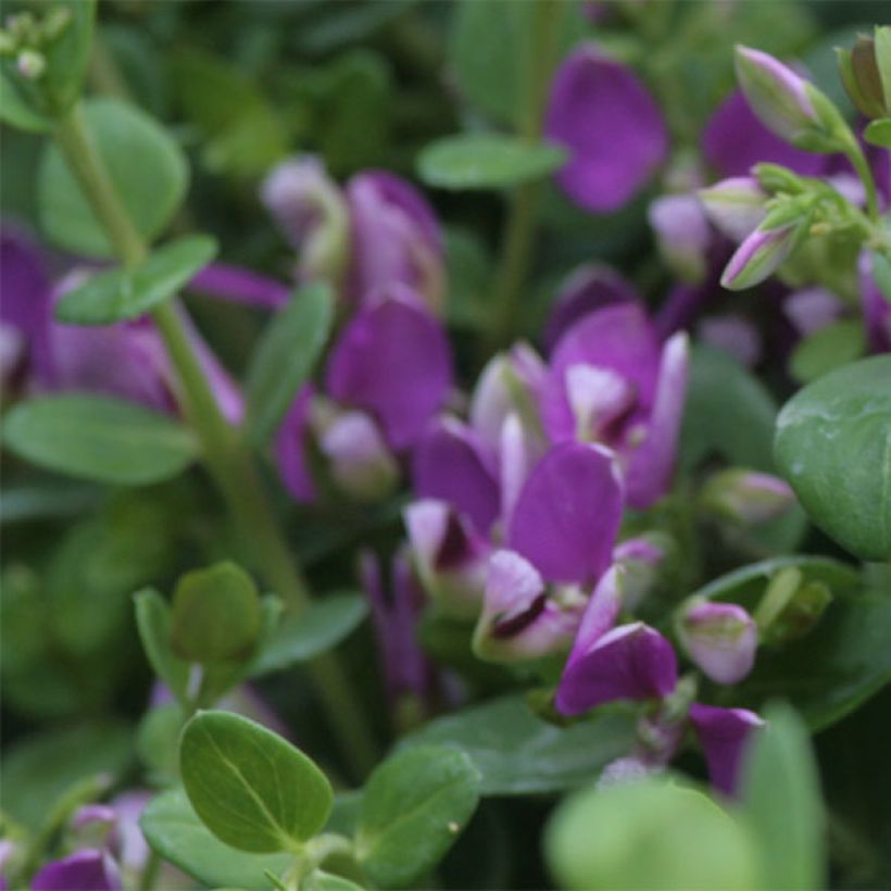 Polygala Bibi Pink (Floración)