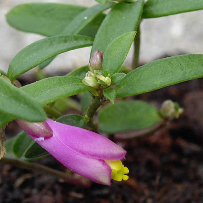 Polygala chamaebuxus Grandiflora (Follaje)