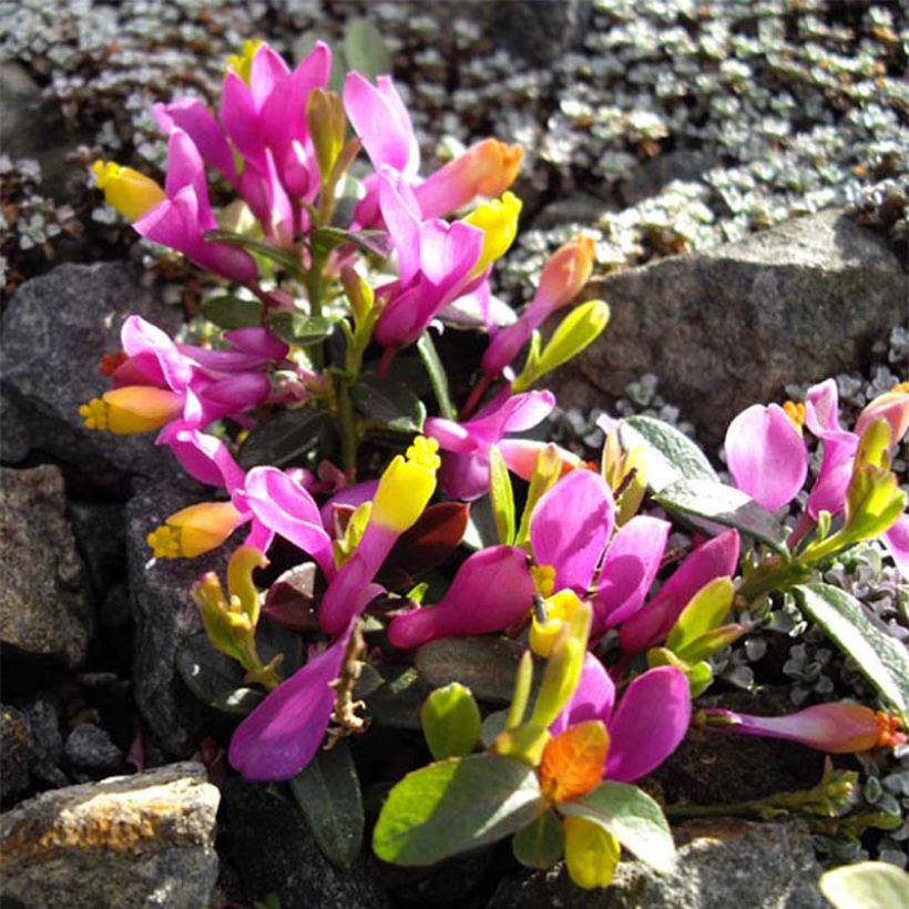 Polygala chamaebuxus Grandiflora (Floración)