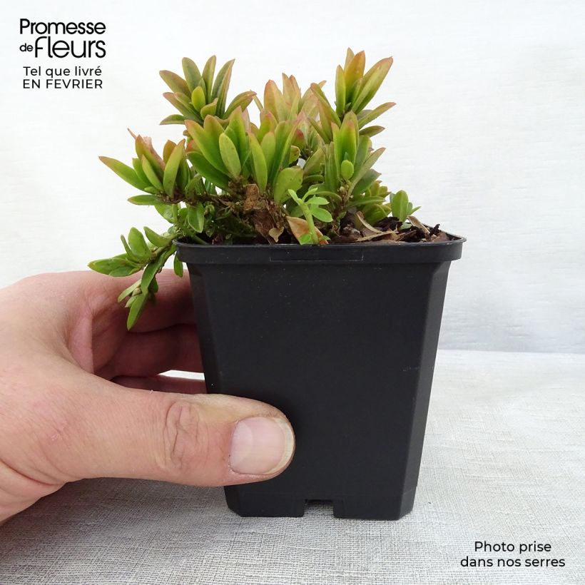 Polygala chamaebuxus Grandiflora - Faux buis Godet de 9cm Ejemplar entregado en invierno