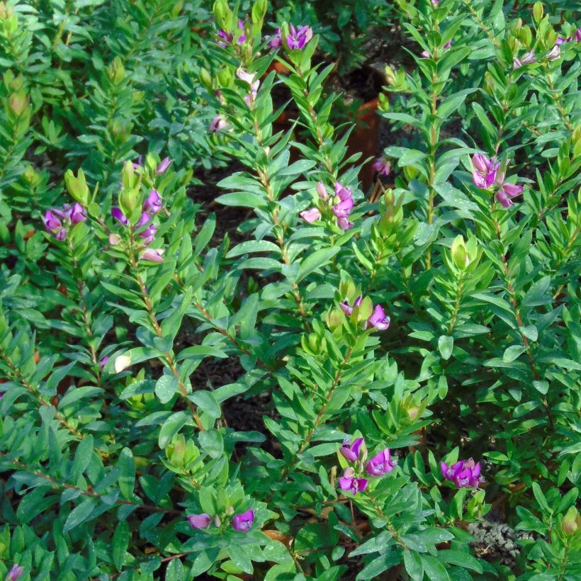 Polygala myrtifolia (Follaje)