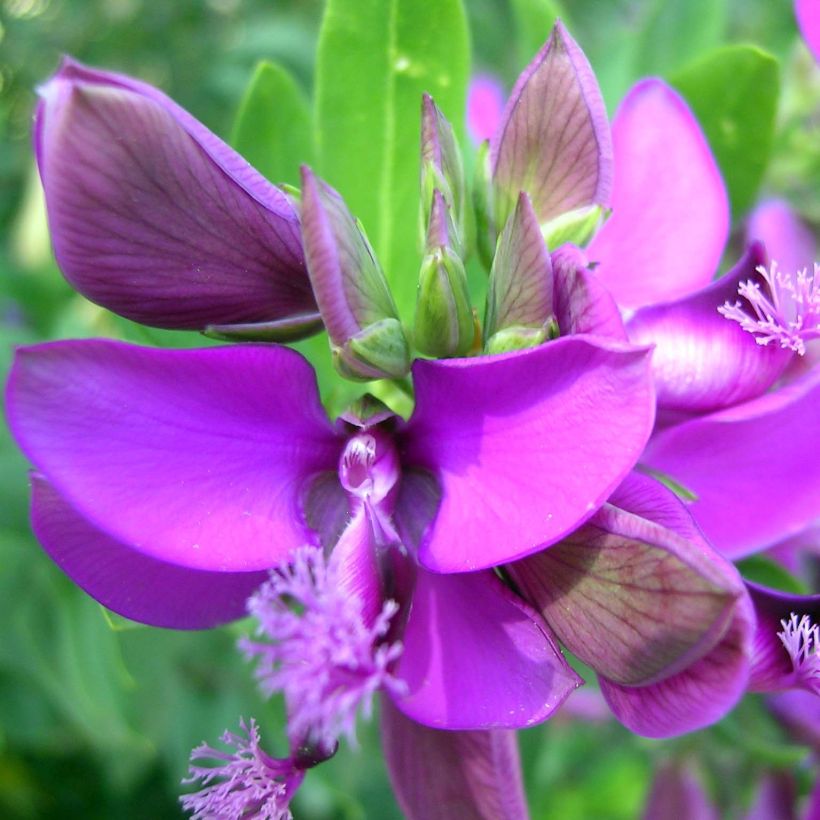 Polygala myrtifolia (Floración)