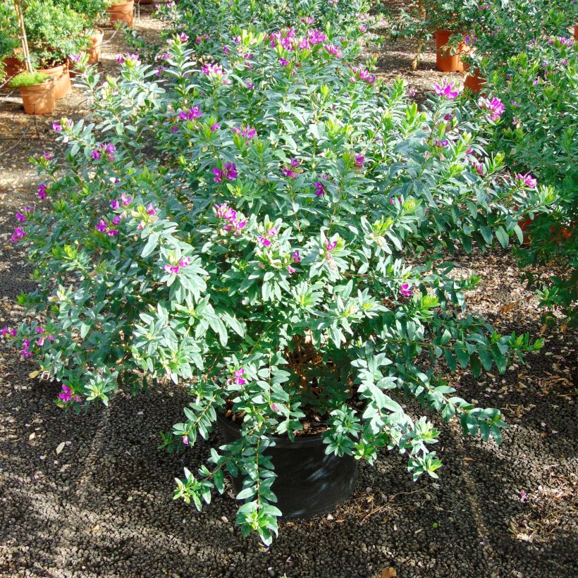 Polygala myrtifolia (Porte)