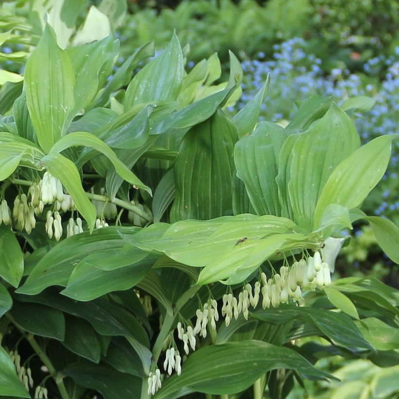 Polygonatum Weihenstephan - Sello de Salomón (Follaje)