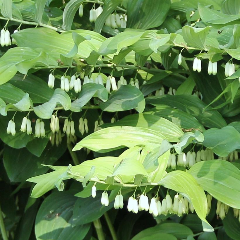 Polygonatum Weihenstephan - Sello de Salomón (Floración)