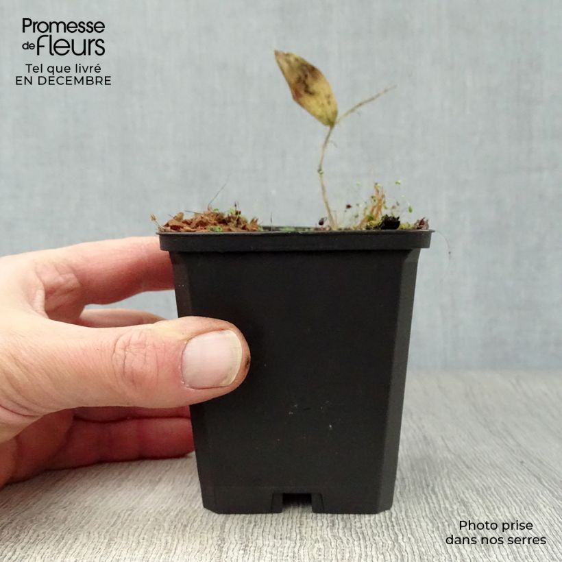 Sceau de Salomon - Polygonatum commutatum Godet de 9cm Ejemplar entregado en invierno