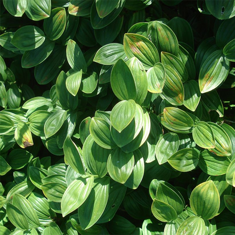 Polygonatum humile (Follaje)