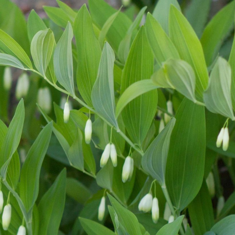 Polygonatum odoratum - Sello de Salomón (Follaje)