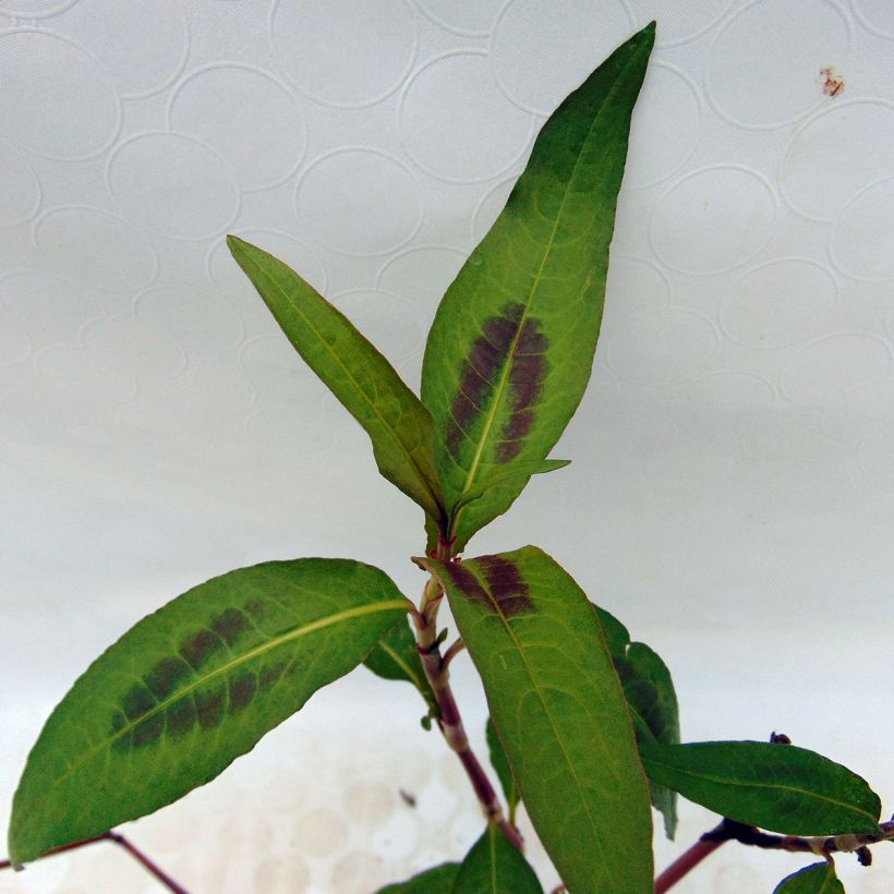 Cilantro Vietnamita - Polygonum odoratum (Follaje)