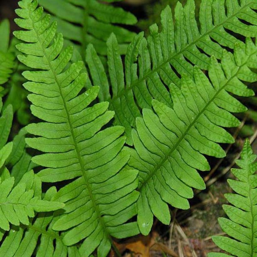 Polypodium vulgare - Helecho (Follaje)