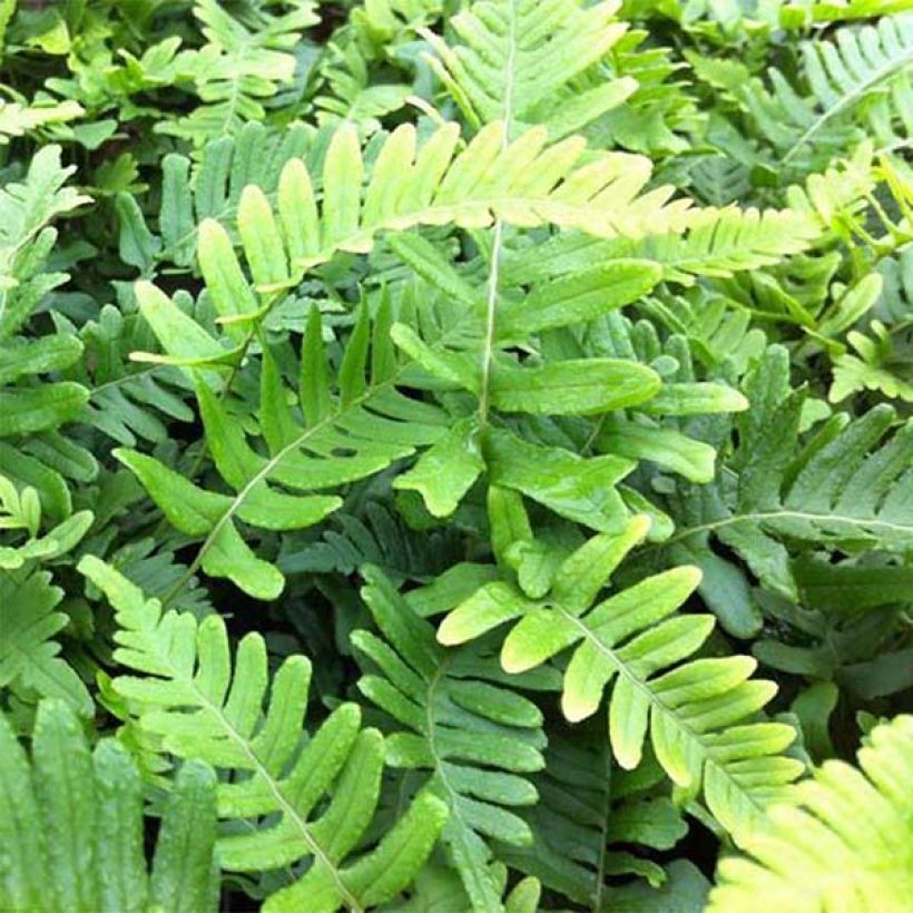 Polypodium vulgare Bifido Multifidum - Helecho (Follaje)