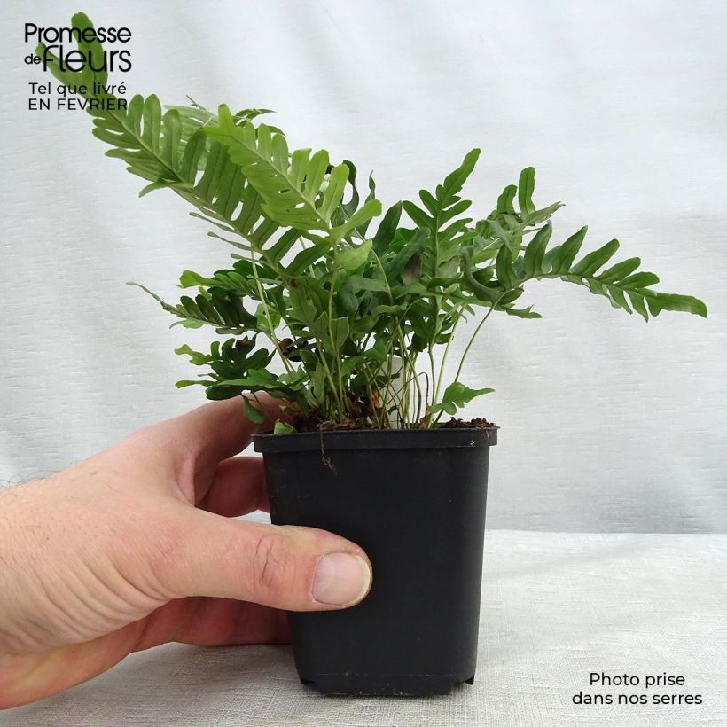 Polypodium vulgare Bifido Multifidum - Fougère Godet de 9cm Ejemplar entregado en invierno