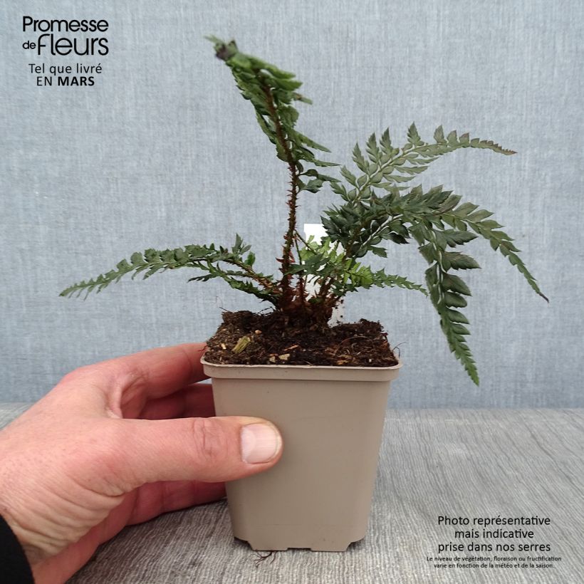 Polystichum Shiny Holy Fern - Fougère persistante Godet de 9cm Ejemplar entregado en invierno