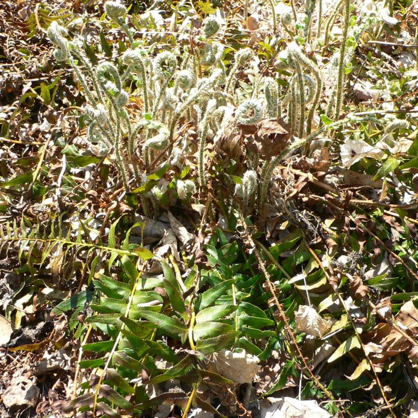 Polystichum acrostichoides - Helecho navideño (Porte)