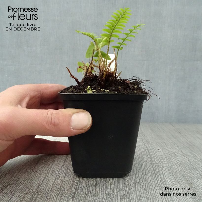 Polystichum acrostichoides - Fougère de Noël Godet de 9cm Ejemplar entregado en invierno