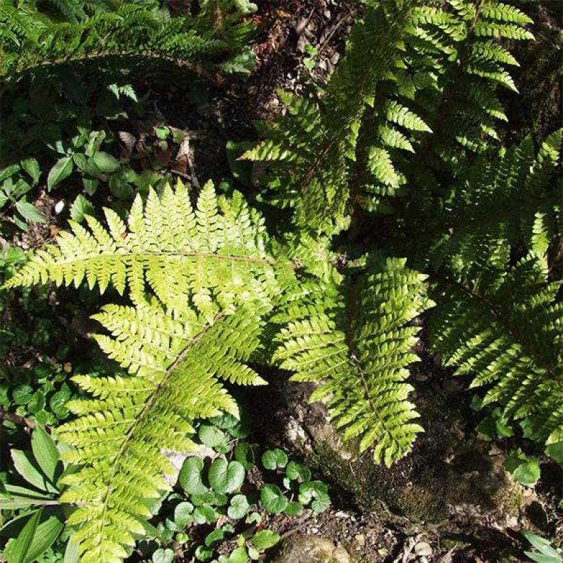 Polystichum braunii - Helecho (Follaje)