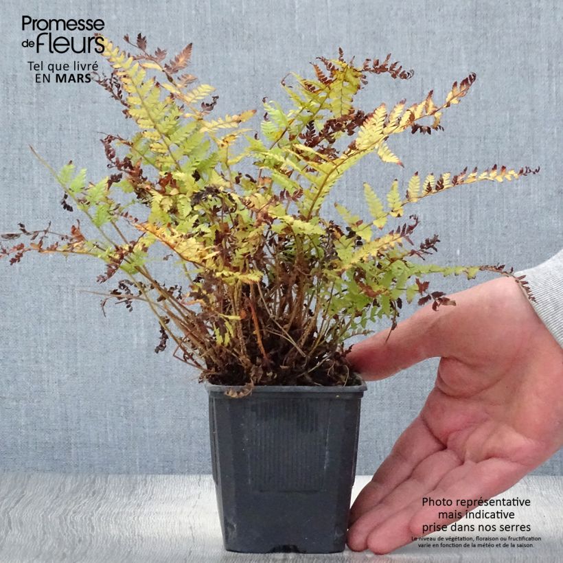 Polystichum braunii - Helecho Maceta de 8/9 cm Ejemplar entregado en la primavera