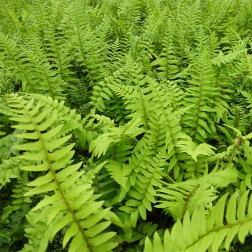 Polystichum munitum - Helecho (Follaje)