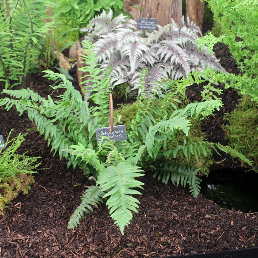 Polystichum munitum - Helecho (Porte)