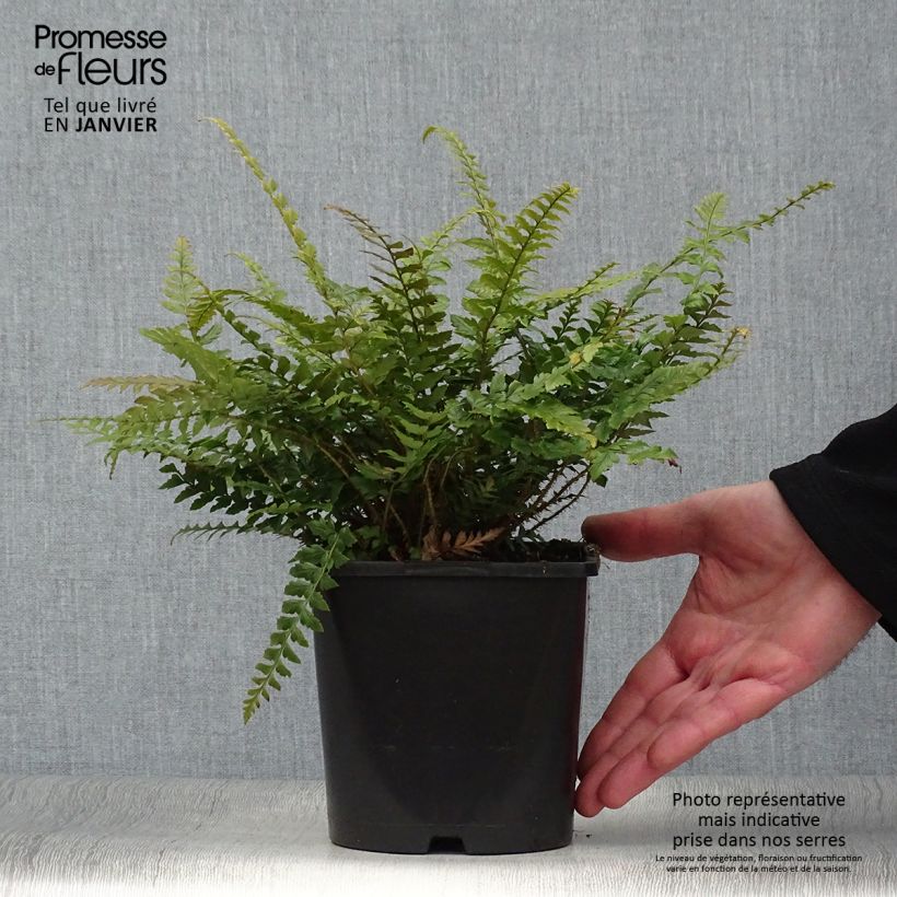 Polystichum neolobatum - Fougère sabre  Pot de 2L/3L Ejemplar entregado en invierno