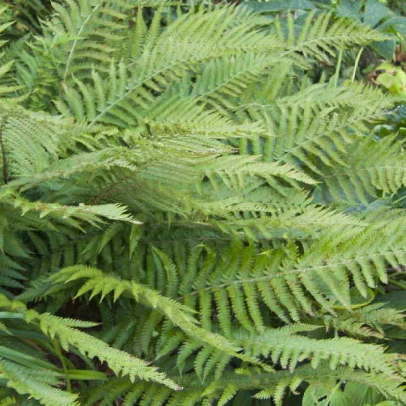 Polystichum polyblepharum - Helecho (Follaje)