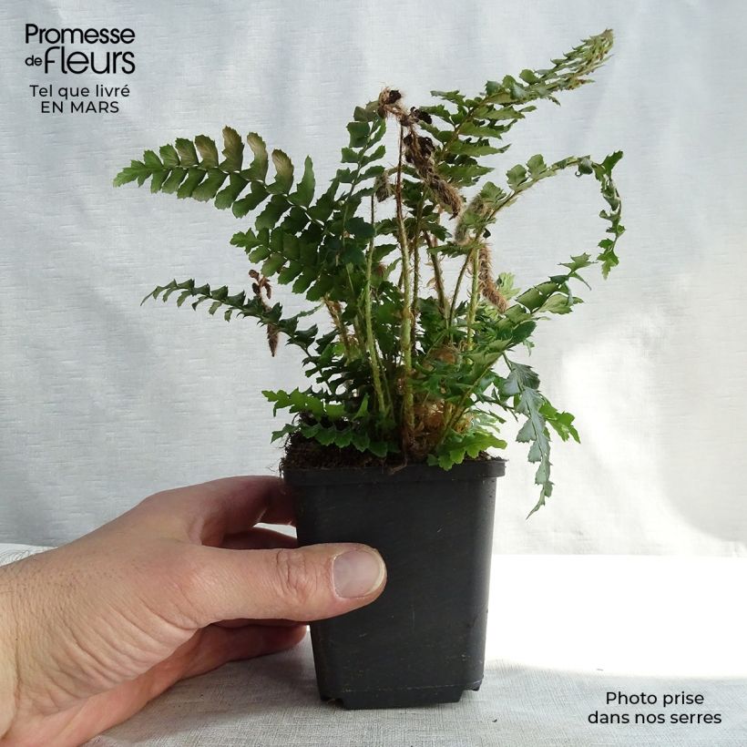 Polystichum polyblepharum - Fougère persistante en godet de 9 cm Ejemplar entregado en invierno