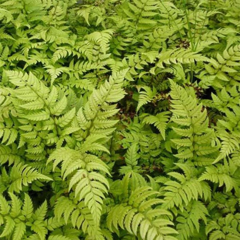 Polystichum rigens - Helecho (Follaje)