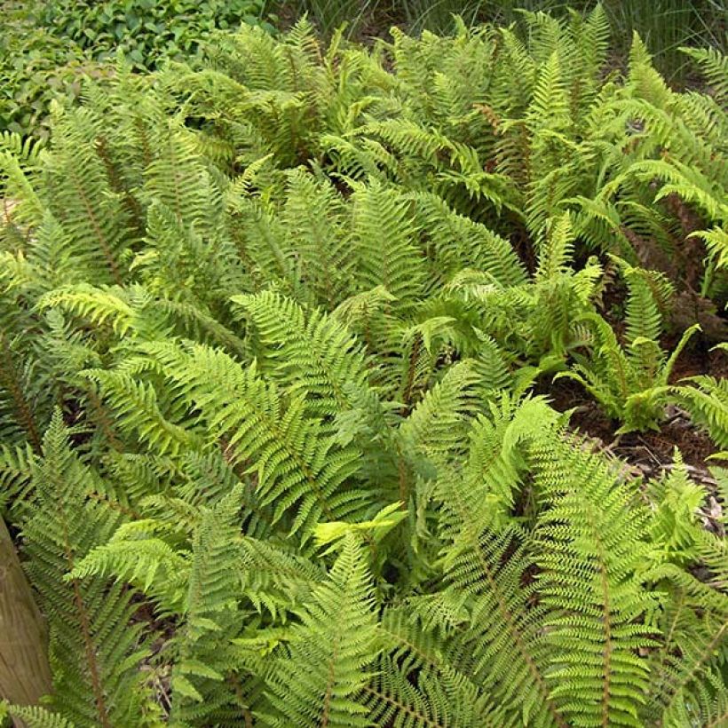 Polystichum setiferum - Helecho peludo (Follaje)