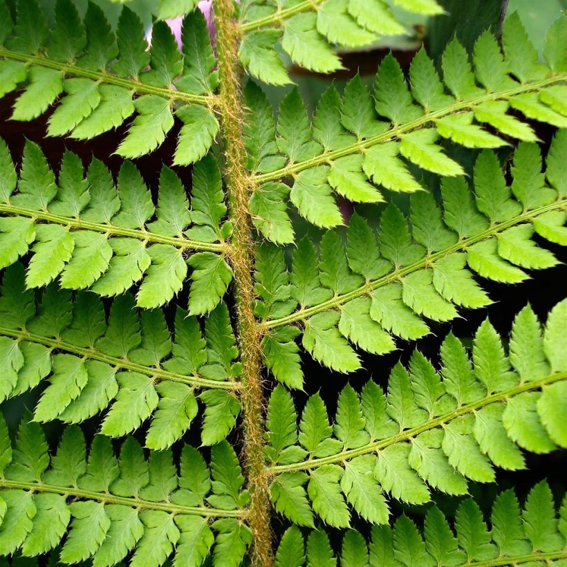 Polystichum setiferum Herrenhausen - Helecho peludo (Follaje)