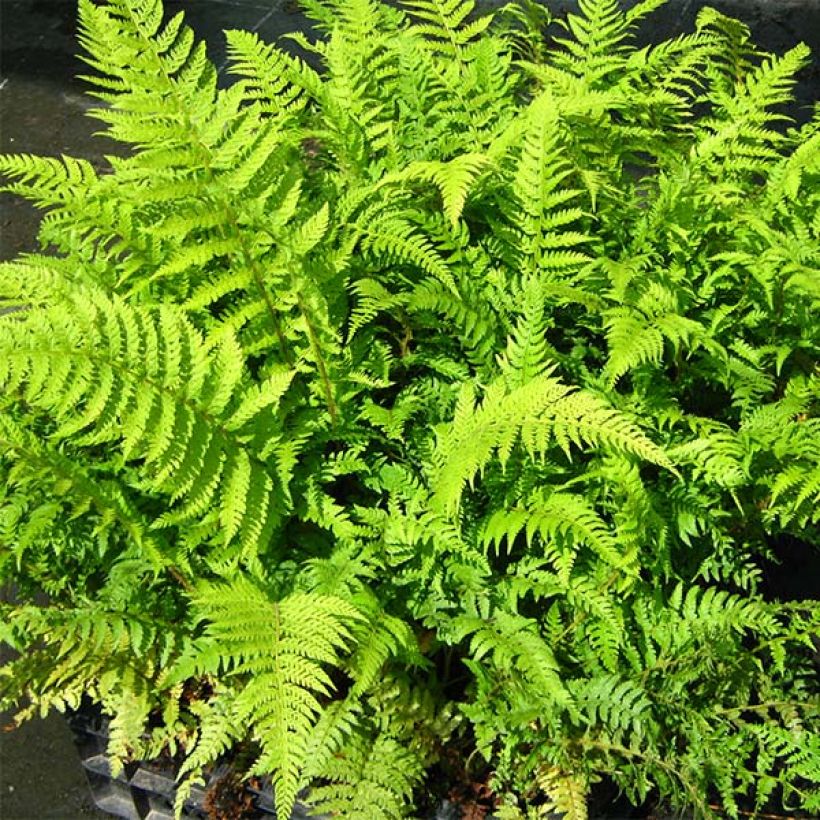 Polystichum setiferum Dahlem - Helecho peludo (Follaje)