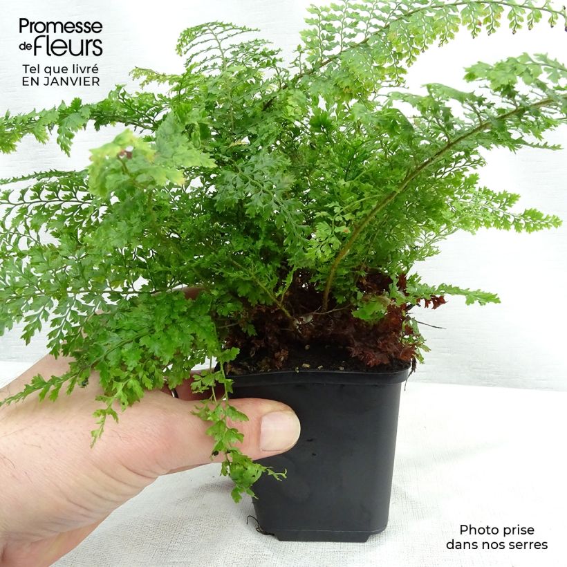 Polystichum setiferum Plumosum Densum - Fougère Godet de 9cm Ejemplar entregado en invierno