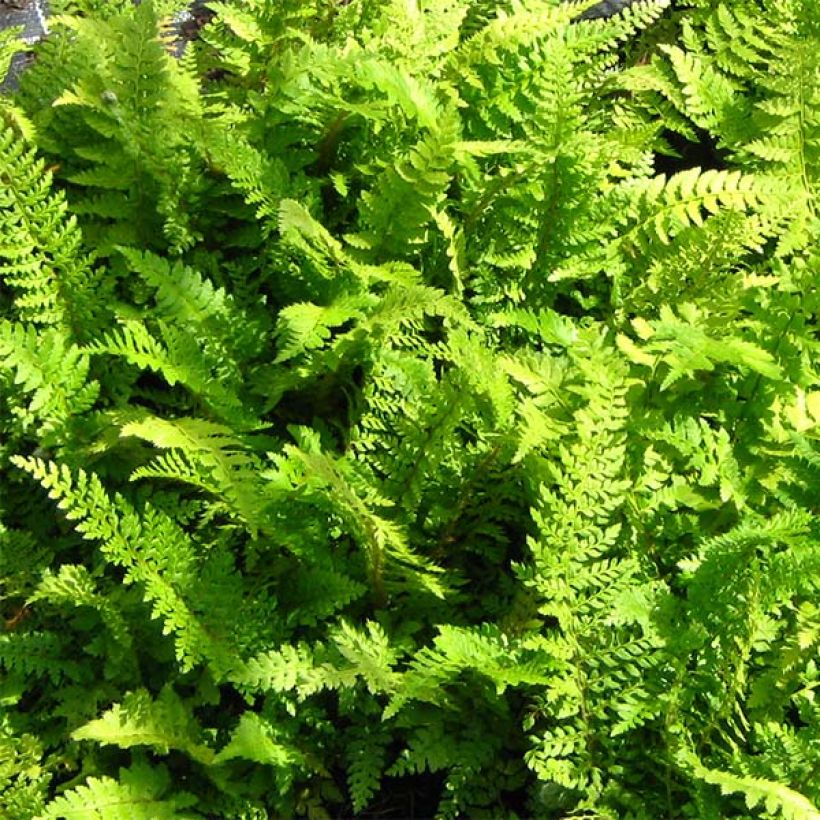 Polystichum setiferum Proliferum - Helecho peludo (Follaje)