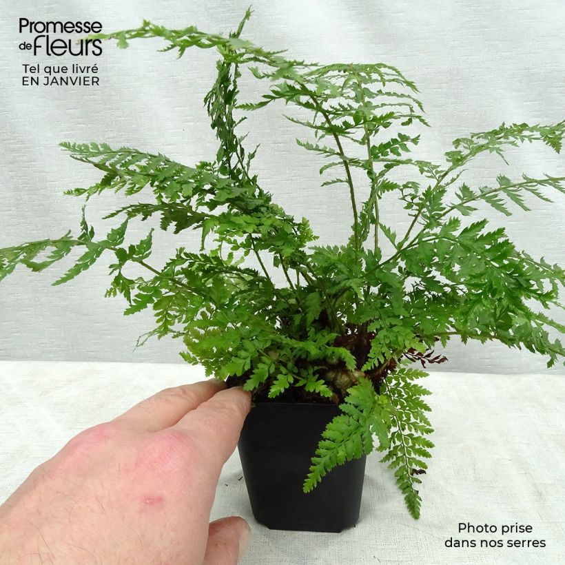 Polystichum setiferum Proliferum - Fougère Godet de 8/9 cm Ejemplar entregado en invierno