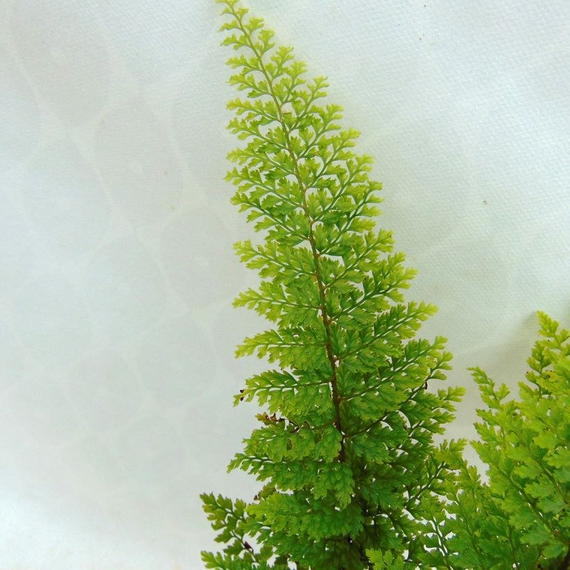 Polystichum setiferum Plumosum Densum - Helecho peludo (Follaje)