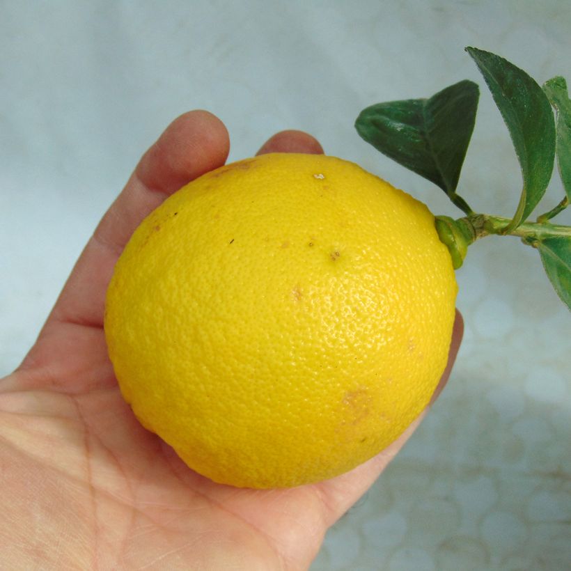 Pomelo Star Ruby - Citrus paradisi (Cosecha)