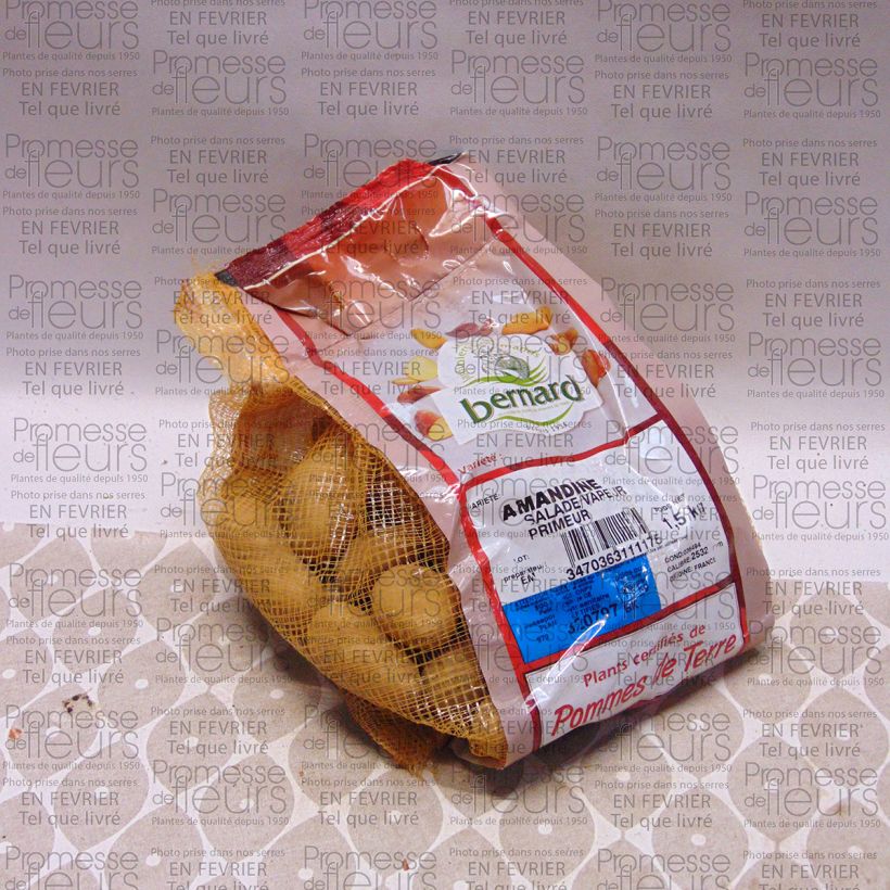 Ejemplo de ejemplar de Pommes de terre Amandine - Sac de 1,5kg tal y como se entrega