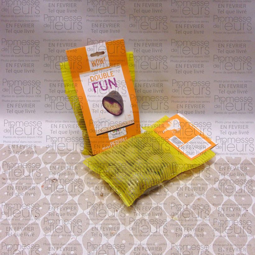 Ejemplo de ejemplar de Pommes de terres Double Fun Sac de 25 plants tal y como se entrega