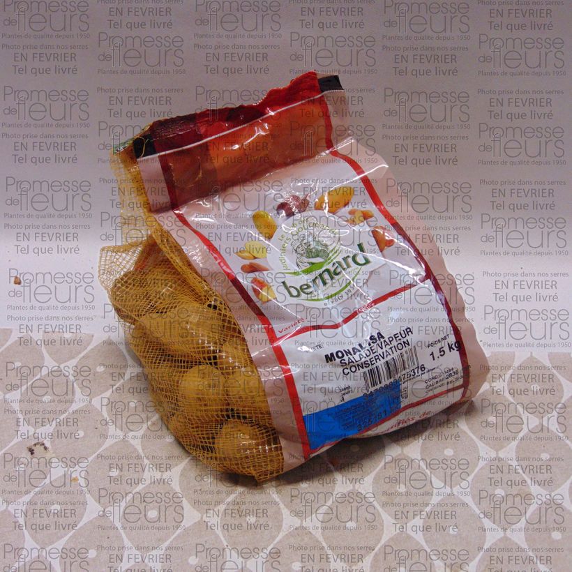 Ejemplo de ejemplar de Pommes de terre Mona Lisa - Sac de 1,5kg tal y como se entrega