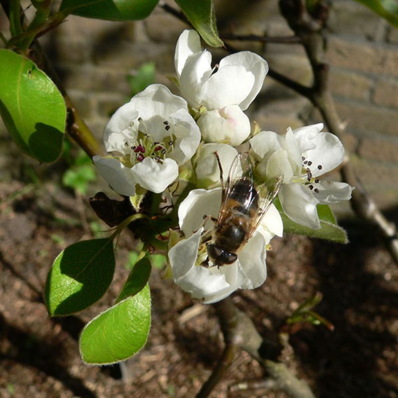 Manzano Elstar (Floración)