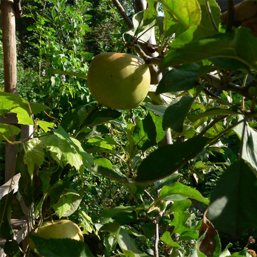 Manzano Elstar (Cosecha)