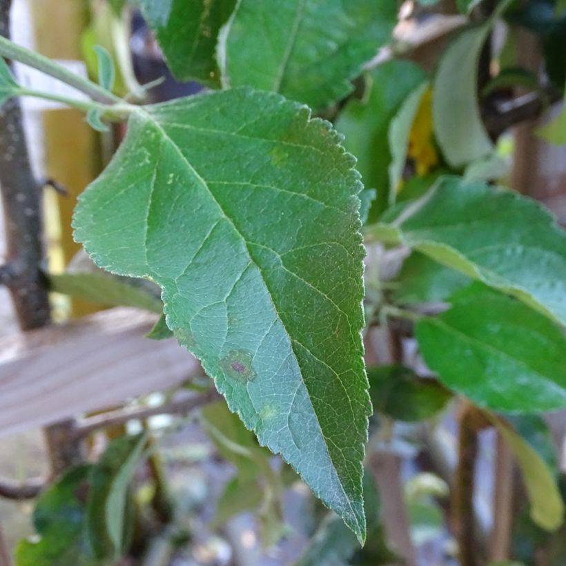 Manzano Golden Delicious (Follaje)