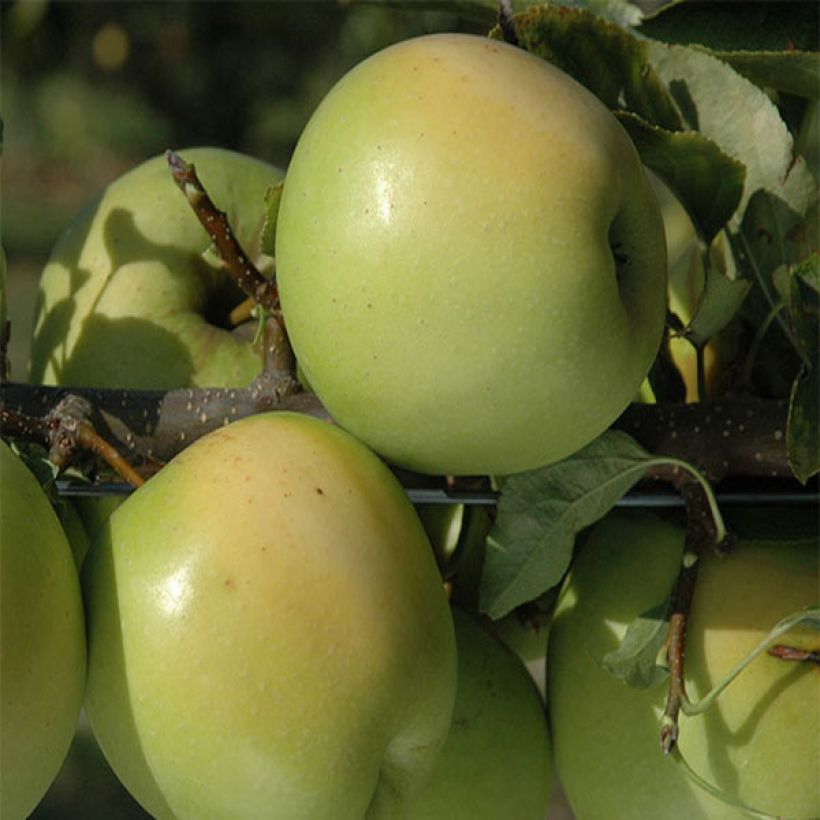 Manzano Golden Delicious (Cosecha)