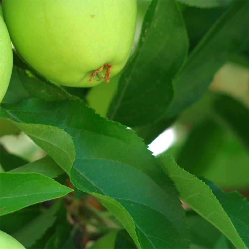 Manzano Granny Smith (Follaje)