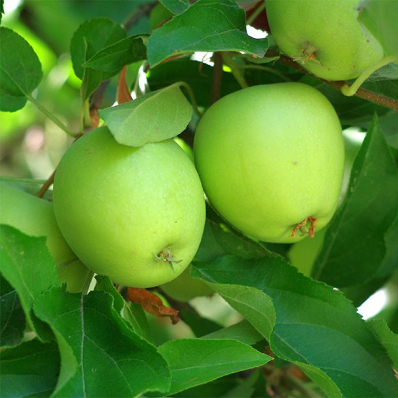 Manzano Granny Smith (Cosecha)