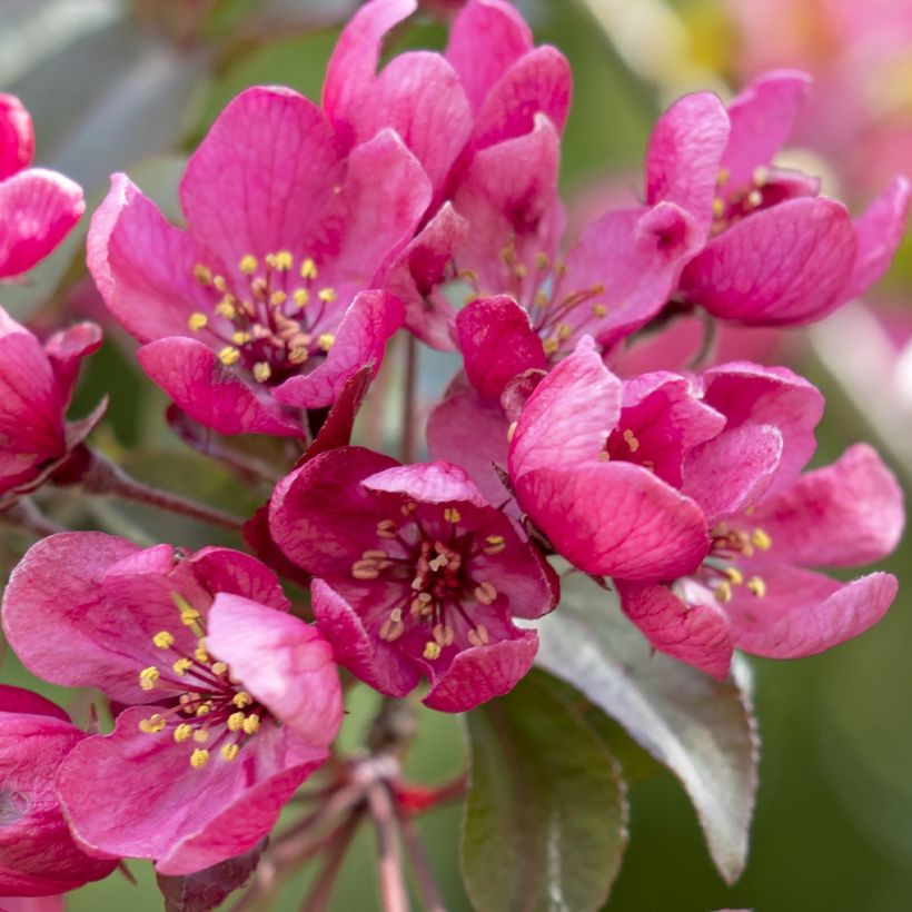 Manzano de flor Apollo (Floración)