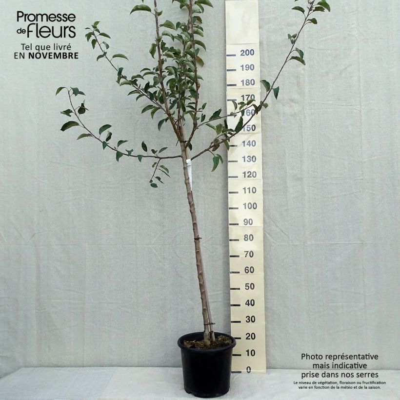 Ejemplar de Pommier - Malus domestica Belchard Demi-tige en pot de 12l/15l entregado en otoño