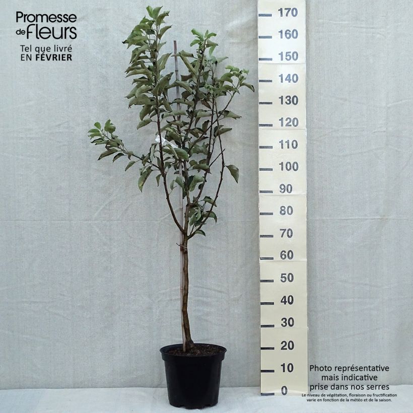 Ejemplar de Pommier - Malus domestica Idared Gobelet en pot de 7,5l/10l entregado en otoño