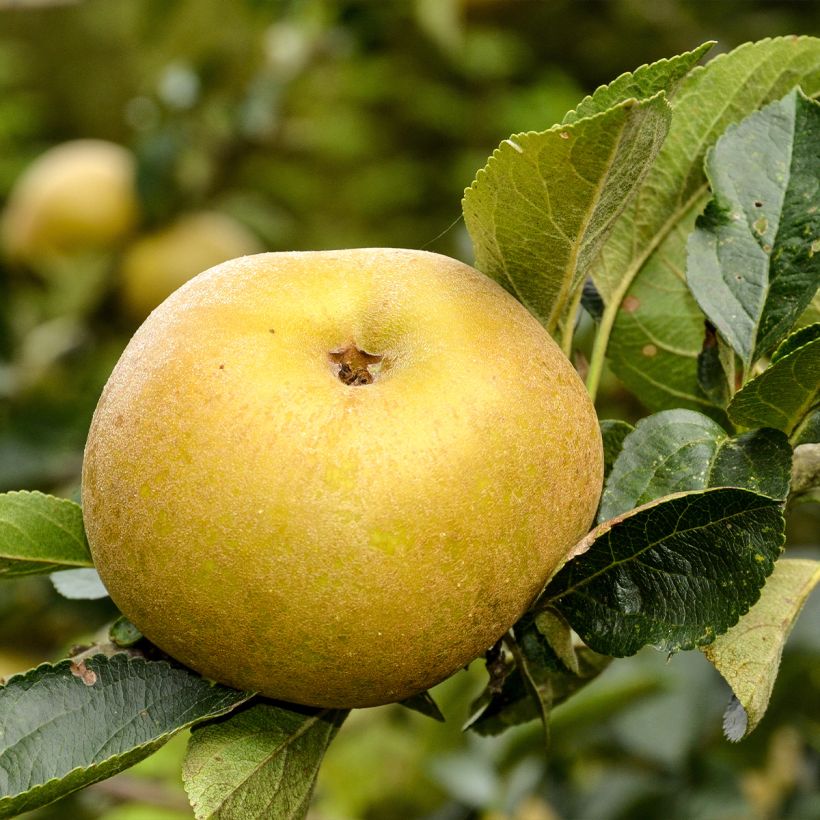 Manzano Reinette Blanche du Canada (Cosecha)