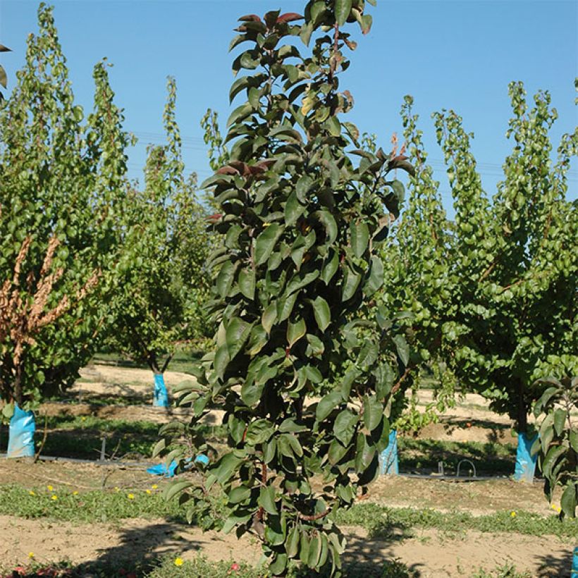 Manzano columnar Ballerina Maypole (Porte)