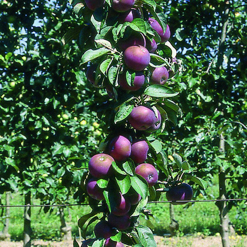 Manzano columnar Chinon (Cosecha)